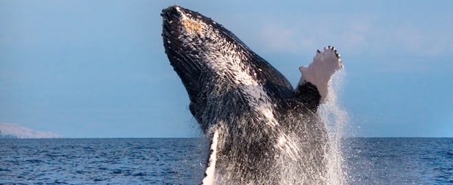 Farallon Islands Whale Watch and Eco Tour, San Francisco